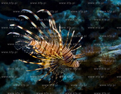 Akwarium Gdynskie w Morskim Instytucie Rybackim. Nz....