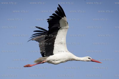 Tykocin nad Narwia. Pod koniec kwietnia zaczynaja sie...