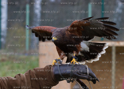 Sokolnik ze skrzydlatymi przyjaciolmi, nowymi pracownikami...
