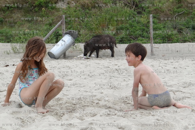 Krynica Morska. Dzik odwiedzil plaze, aby pozywic sie...