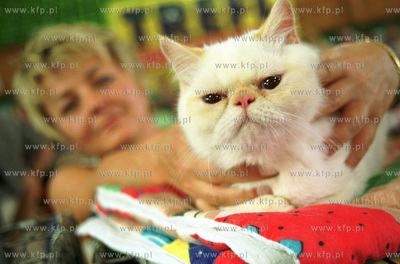 Wystawa kotow rasowych w Sopocie.
4.08.2002
fot....