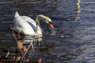 Park w Wojanowie w gminie wiejskiej Pruszcz Gdański....