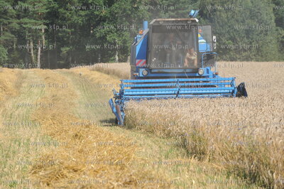 Zniwa pszenzyta na polach w Sulminie na Kaszubach....