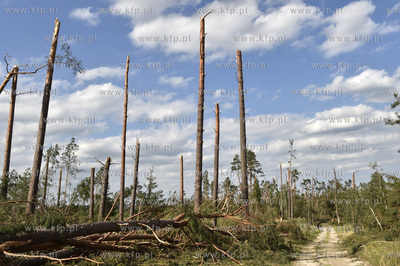 Skutki wichury na Pomorzu. Zniszczony przez wiatr las...