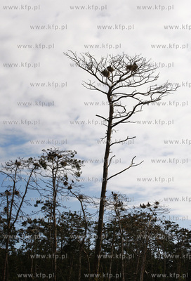 Rezerwat ornitologiczny w Katach Rybackich. Nz Kormorany....