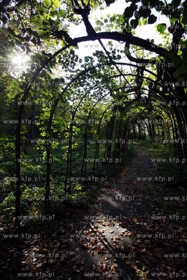 Sopot. Zespol willowo parkowy.
14.10.2013
fot. Krzysztof...