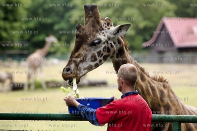 Gdańskie Zoo. Karmienie żyraf specjalnym tortem z...