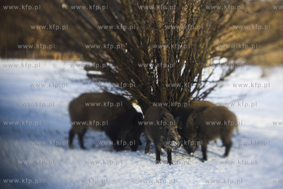 Park Ronalda Reagana.
20.01.2016
fot. Krzysztof Mystkowski...