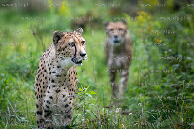 W gdańskim zoo urodziły się gepardy grzywiaste....