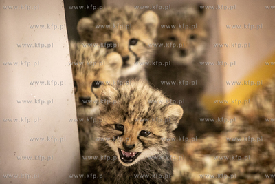 W gdańskim zoo urodziły się gepardy grzywiaste....