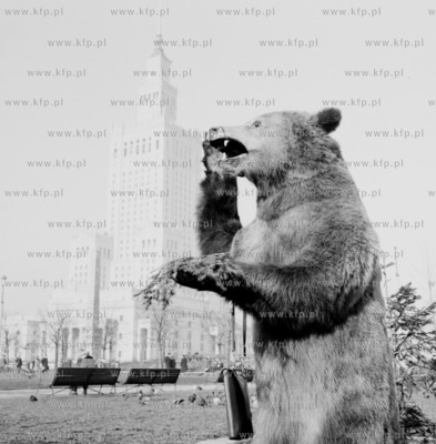 Wypchany niedzwiedz przed Palacem Kultury w Warszawie....