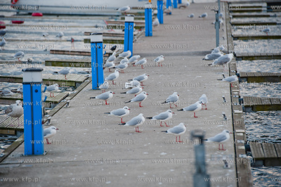 Gdynia. Zima w porcie jachtowym.
04.01.2012
fot....