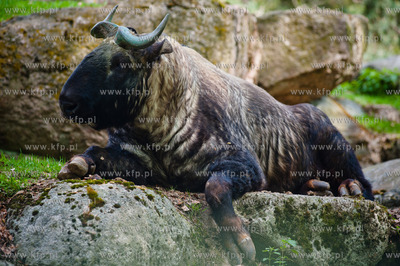 Gdansk. Oliwskie zoo.
Nz Takin
14.05.2013
fot. Mateusz...