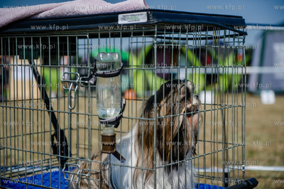 Sopot. Hipodrom. Miedzynarodowa Wystawa Psow Rasowych.
23.08.2015
fot....