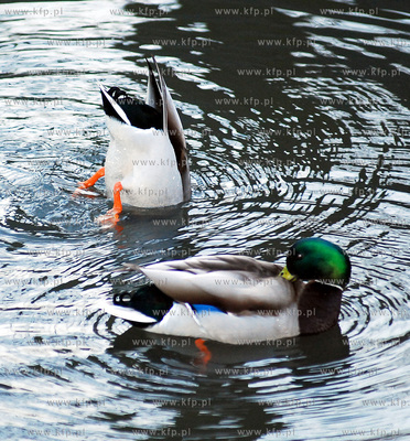 Kaczki dwie.
27.03.2007
fot. Andrzej J. Gojke / KFP