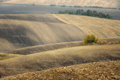 Morawy. Czechy. Okolice miejscowosci Kijev. Nz. pola...