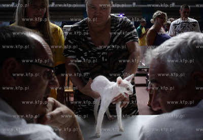 Sopot. Miedzynarodowa wystawa kotow. 08.08.2010 fot....