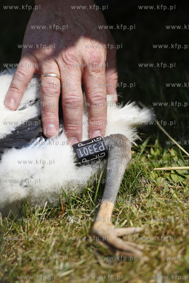 Kowale. Obraczkowanie bocianow bialych. Akcja odbywa...