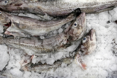 Gdansk. Festiwal Dorsza i Fladry. Nz kuter rybacki,...