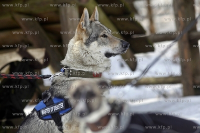 Sopot. Borodziej. Zawody dogtrekkingu - inauguracja...