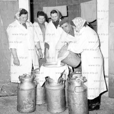 Skup mleka w jednej z wsi na Pomorzu. 0001205z 1956...