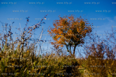 Gdansk. Jesienne, sloneczne przedpoludnie w Parku Orunskim.
27.10.2015
fot....