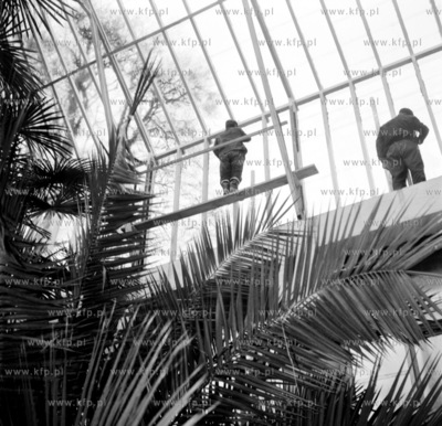 Prace konserwatorskie wokol przeszklonego dachu Palmiarni...