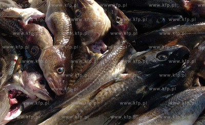 Ustka port, rozladunek zlowinych ryb z kutra Ust-122....