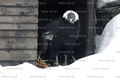 Zima w Miejskim Ogrodzie zoologicznym Wybrzeza w Gdansku...