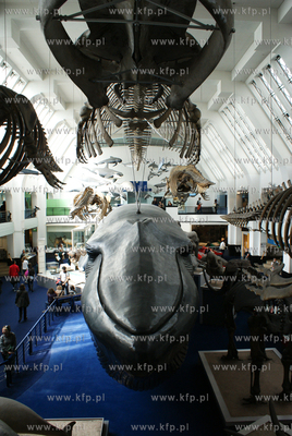 Londyn. Muzeum Historii Naturalnej. Nz. Whale Hall,...
