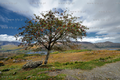 Irlandia poludniowa,Ladies Wiev, hrabstwo Kerry, Killarney....