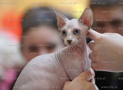 Gdansk. Galeria Baltycka. Obchody swiatowego dnia kota....