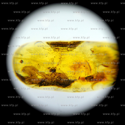 Gdansk, Miedzynarodowe Targi Gdanskie. Targi AMBERIF....