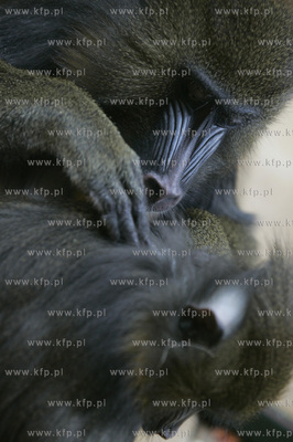 Walentynkowy nastroj udzielil sie niektorym mieszkancom...