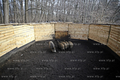 Gdansk. Odlownia dzikow w Parku Reagana.
27.02.2013
fot.Krzysztof...