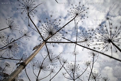 Barszczu Sosnowskiego silnie toksyczna roslina na terenie...