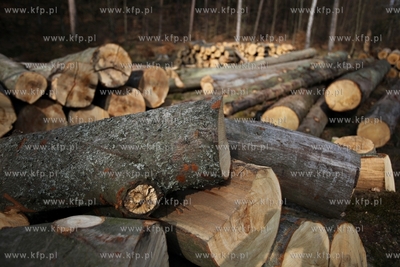 Gigantyczny wyrąb drzew w Trójmiejskim Parku Krajoobrazowym.
25.03.2015
fot....