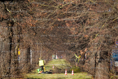 Prace nad drzewostanem Wielkiej Alei Lipowej w ramach...