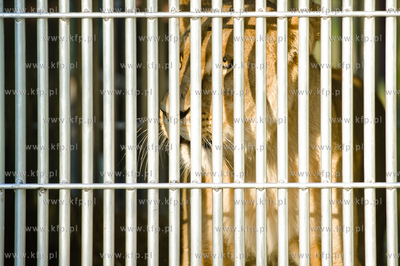 Gdansk. Oliwskie Zoo. Przyjazd czterech lwow, trzech...