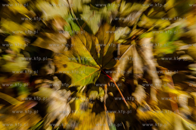 Gdansk. Jesienne, sloneczne przedpoludnie w Parku Orunskim.
27.10.2015
fot....