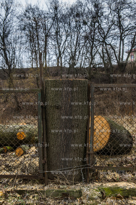 Gdańsk. Wycięte drzewa na jednej z działek przy...