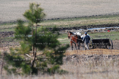 Wiczlino k/Gdyni. Edmund Meieronke obsiewa pole siewnikiem...