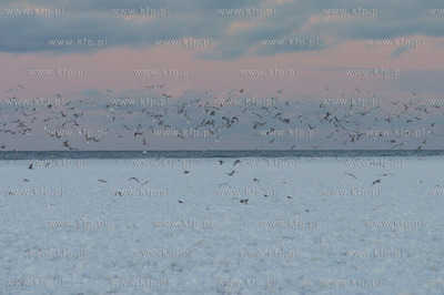 Ustka. Kra lodowa zablokowala kanal portowy w Ustce....