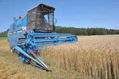 Zniwa pszenzyta na polach w Sulminie na Kaszubach....