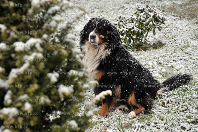 Pierwszy snieg tej jesieni, ale jeszcze nie kalendarzowej...