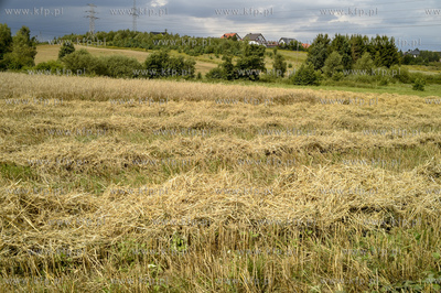 Gdańsk Kokoszki.Pole uprawne ze zbożem. Okolice ul....