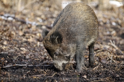 Gdansk. Odlownia dzikow w Parku Reagana.
27.02.2013
fot.Krzysztof...