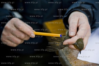 Oliwskie zoo. Obrączkowanie ptaków.
03.01.2016
fot....