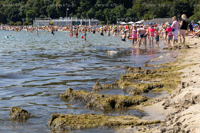 Gdynia. Plaża miejska. Nz. Sinice Bałtyku. 10.07.2024...
