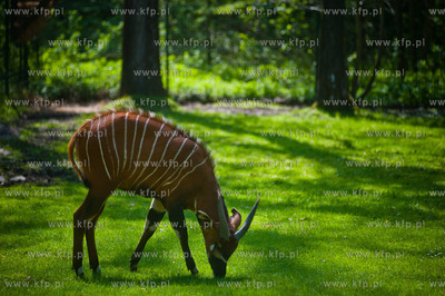 Gdansk. Oliwskie zoo.
Nz Antylopa Bongo
14.05.2013
fot....